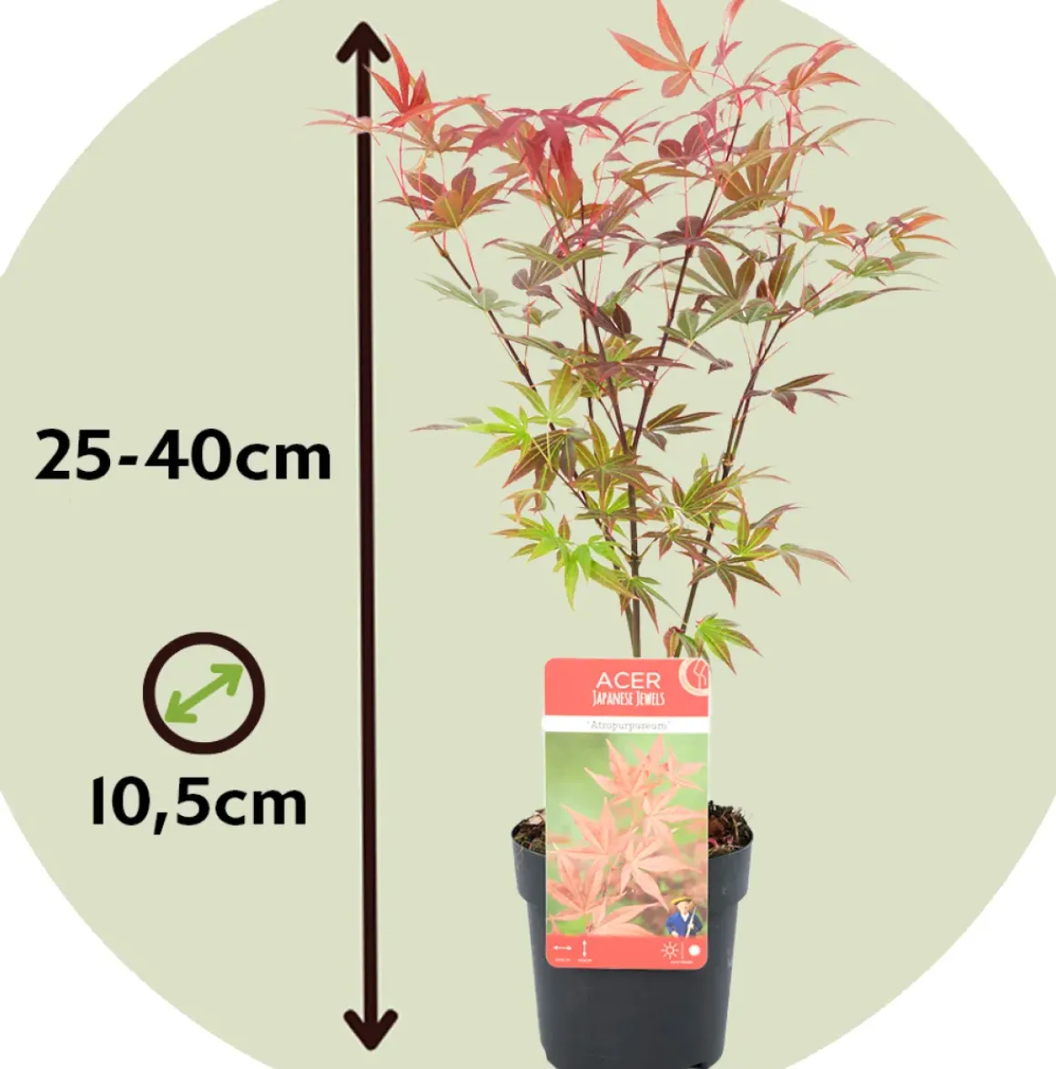 Acer Palmatum - Set Van 4 - Japanse Esdoorn - Pot 10,5Cm - Hoogte 25-40Cm
