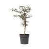 Acer Palmatum 'Garnet' - Japanse Esdoorn - Pot 19Cm - Hoogte 60-70Cm
