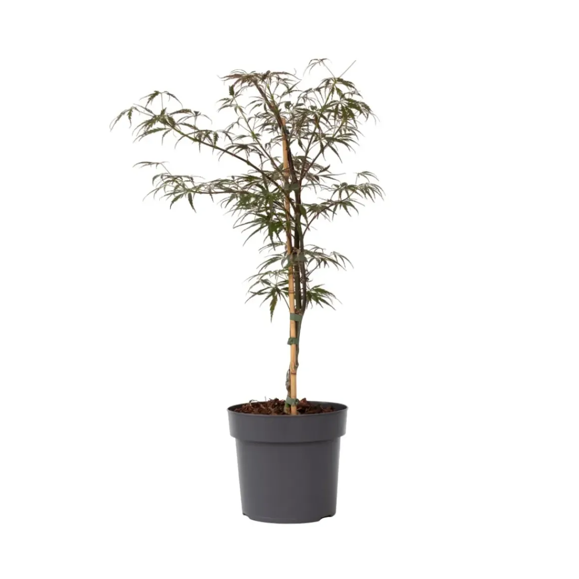 Acer Palmatum 'Garnet' - Japanse Esdoorn - Pot 19Cm - Hoogte 60-70Cm