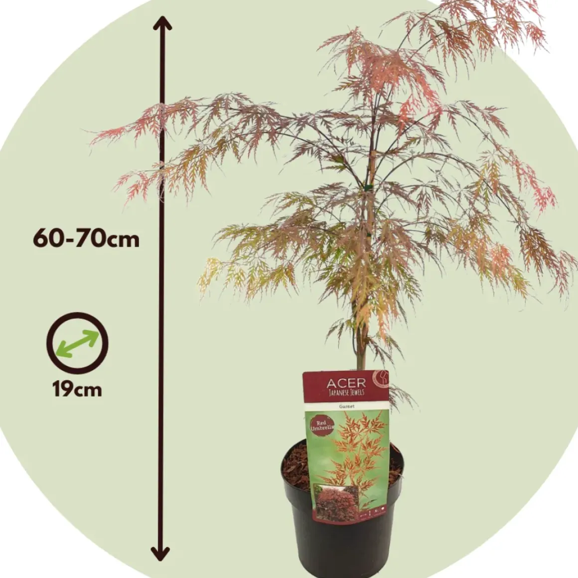 Acer Palmatum 'Garnet' - Japanse Esdoorn - Pot 19Cm - Hoogte 60-70Cm
