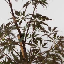 Acer Palmatum 'Garnet' - Japanse Esdoorn - Pot 19Cm - Hoogte 60-70Cm