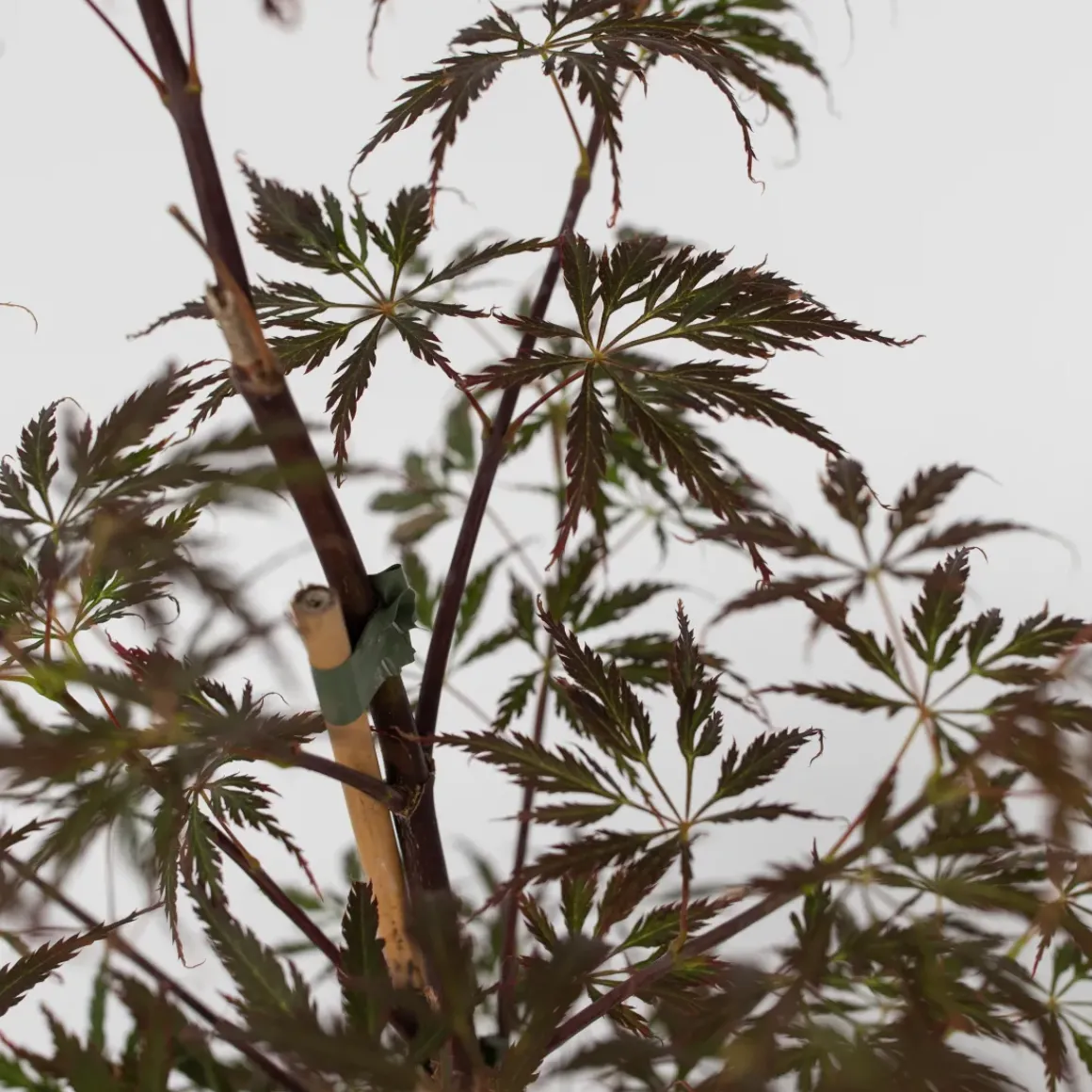 Acer Palmatum 'Garnet' - Japanse Esdoorn - Pot 19Cm - Hoogte 60-70Cm