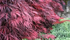 Acer Palmatum 'Garnet' - Japanse Esdoorn - Pot 19Cm - Hoogte 60-70Cm