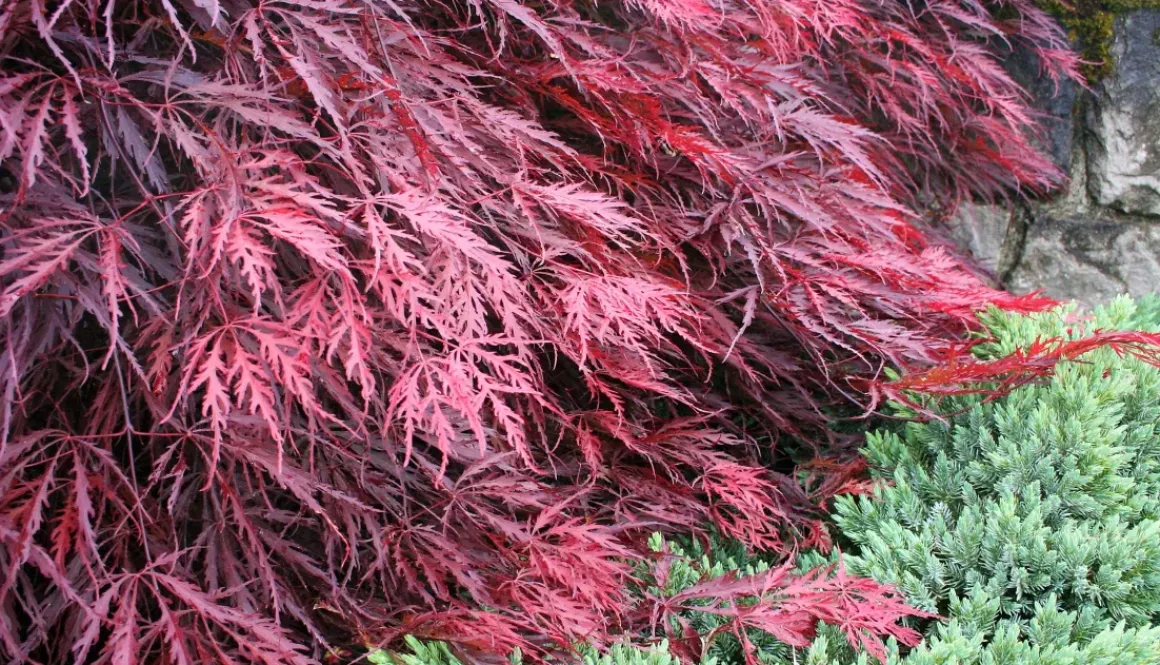 Acer Palmatum 'Garnet' - Japanse Esdoorn - Pot 19Cm - Hoogte 60-70Cm