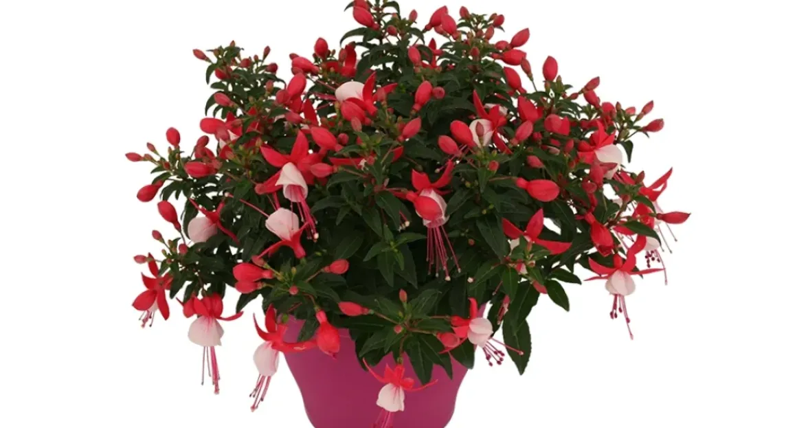 Bellenplant (Fuchsia) Diversen
