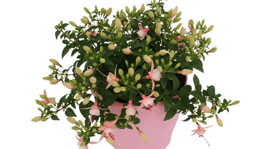 Bellenplant (Fuchsia) Diversen