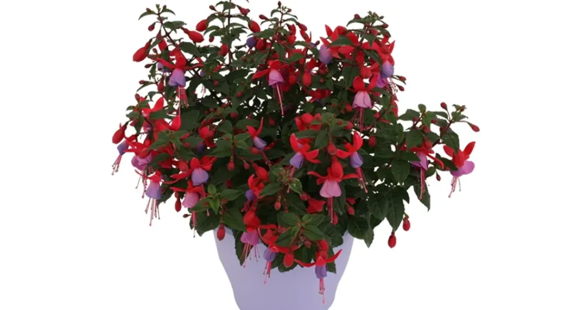 Bellenplant (Fuchsia) Diversen