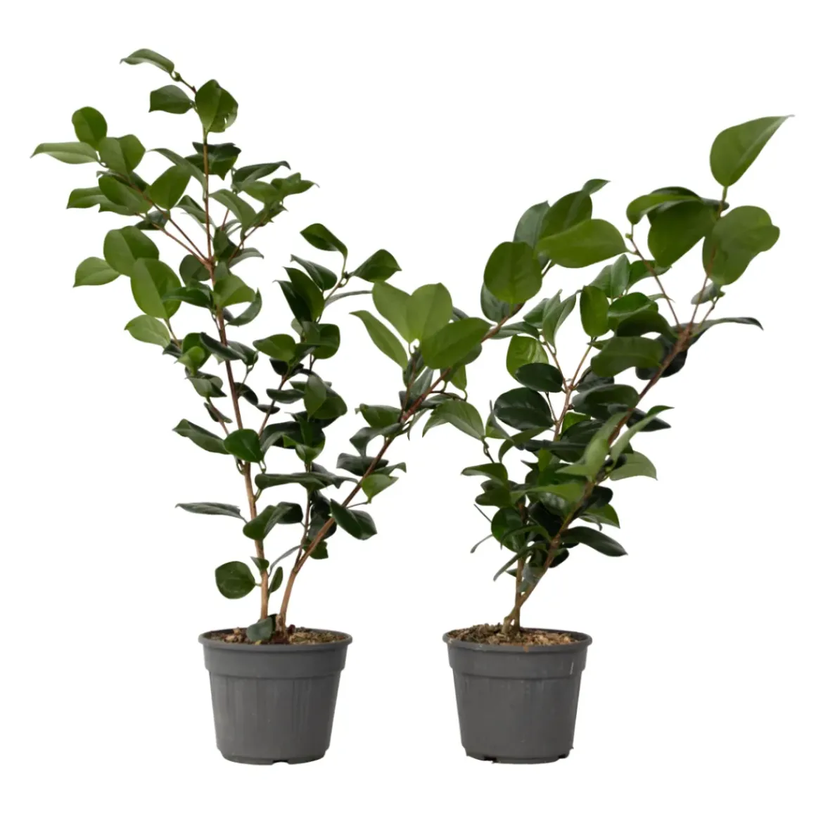Camellia Japonica "Brushfield'S Yellow" - Roos - Pot 15Cm - Hoogte 50-60Cm