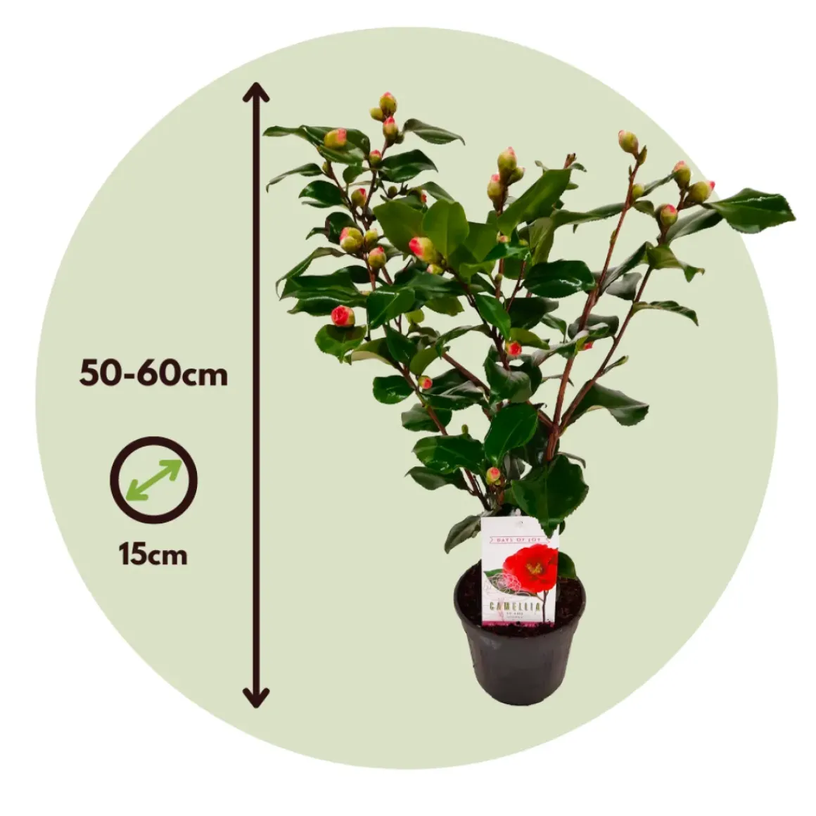 Camellia Japonica "Brushfield'S Yellow" - Roos - Pot 15Cm - Hoogte 50-60Cm