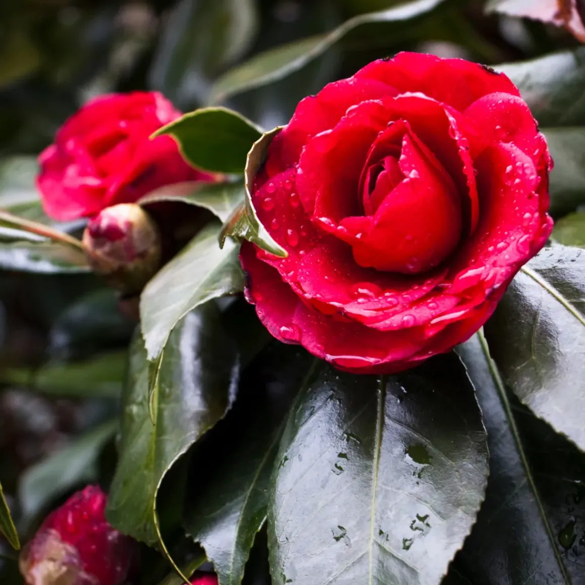 Camellia Japonica "Brushfield'S Yellow" - Roos - Pot 15Cm - Hoogte 50-60Cm