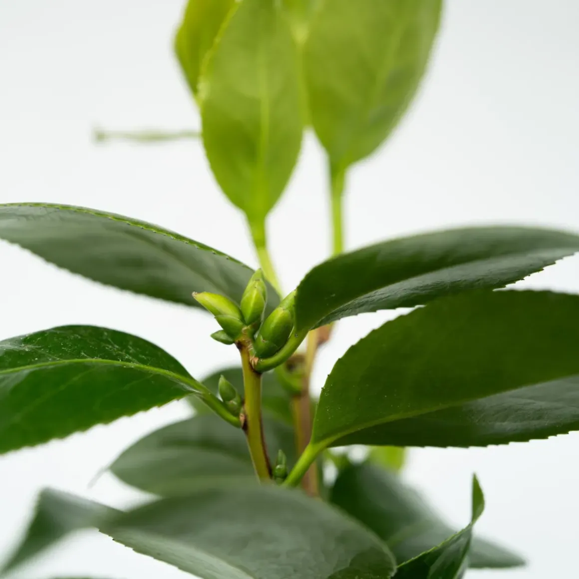 Camellia Japonica "Brushfield'S Yellow" - Roos - Pot 15Cm - Hoogte 50-60Cm