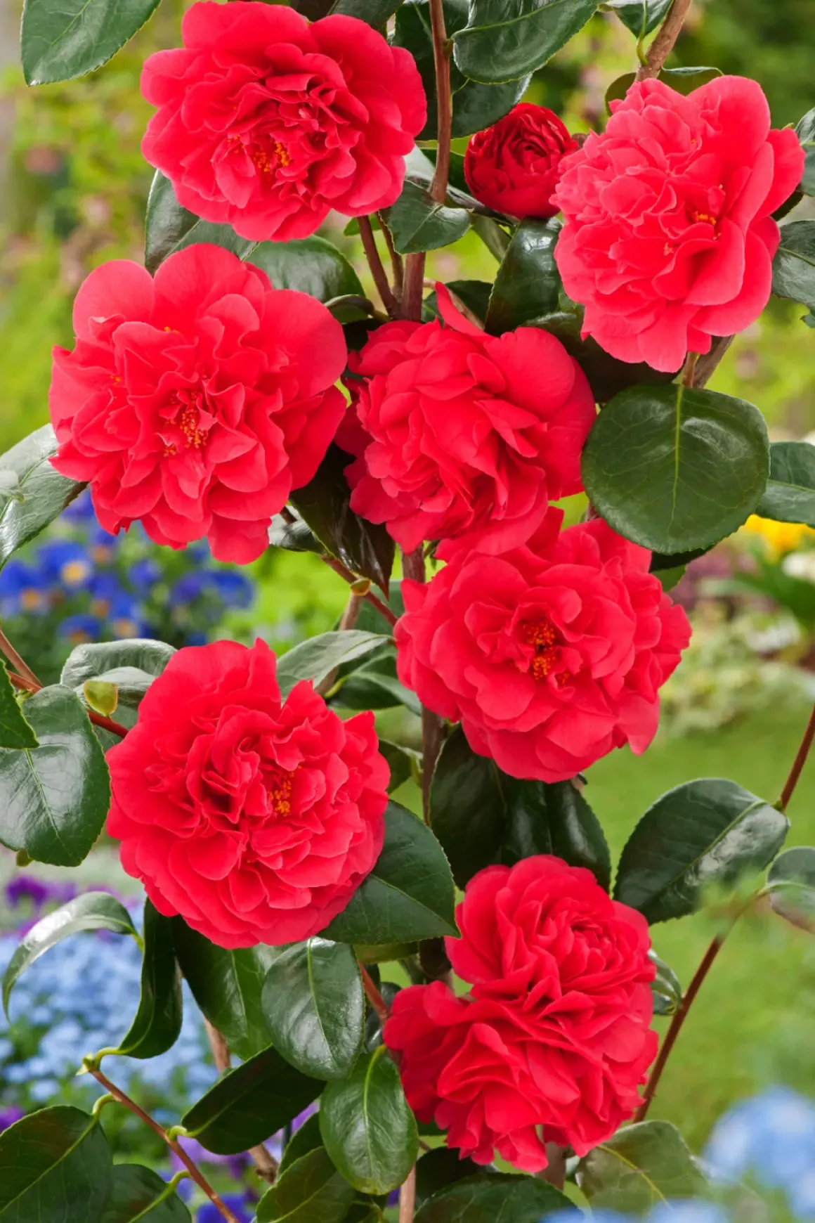 Camellia Japonica "Brushfield'S Yellow" - Roos - Pot 15Cm - Hoogte 50-60Cm