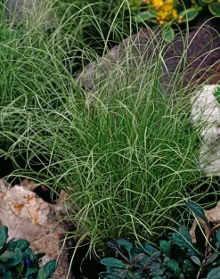 Carex Amazon Mist - Set Van 6 - Pot 10,5 - Hoogte 15-25Cm