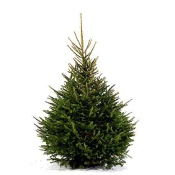 Central Park Kerstboom Epicea 150-175Cm