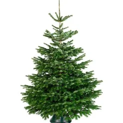 Central Park Kerstboom Nordmann Gekapt 100-150Cm