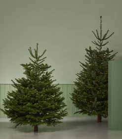 Central Park Kerstboom Nordmann 80-100Cm