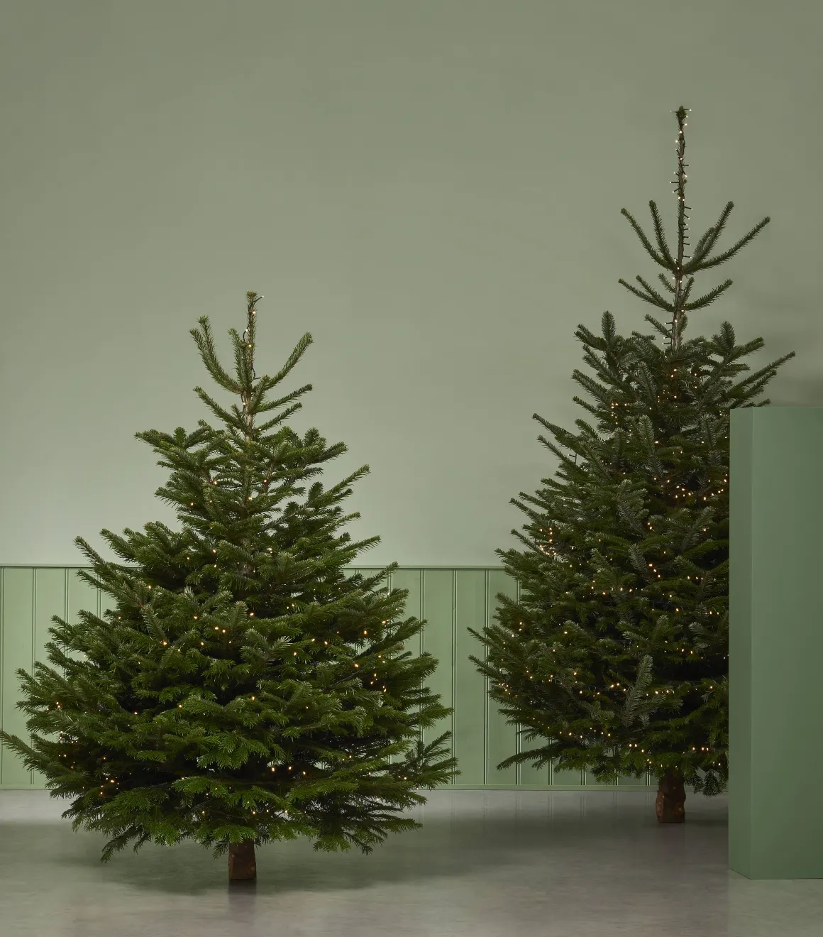 Central Park Kerstboom Nordmann 80-100Cm