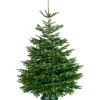 Central Park Kerstboom Nordmann 200-250Cm