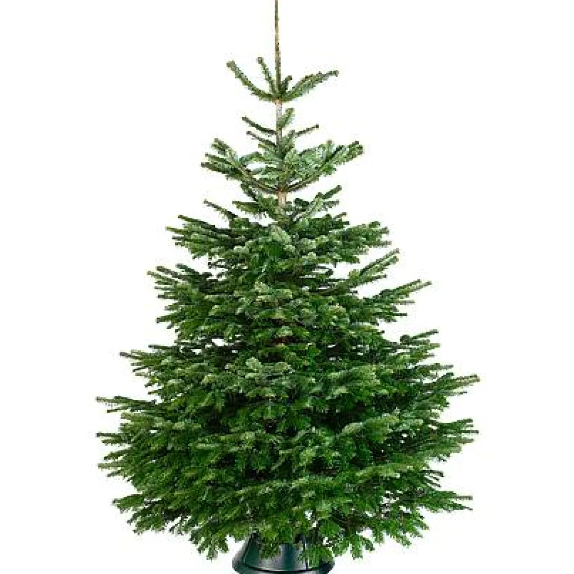 Central Park Kerstboom Nordmann 200-250Cm