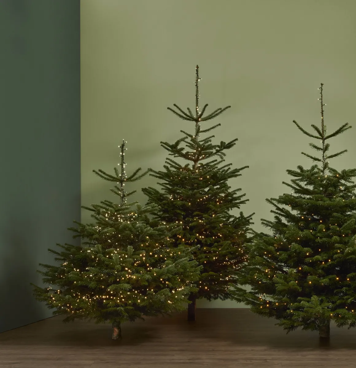 Central Park Kerstboom Nordmann 125-150Cm