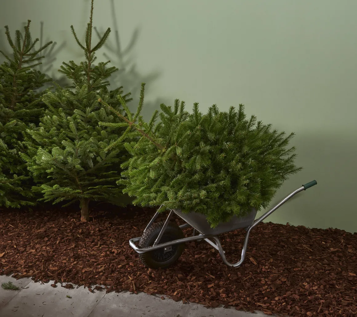 Central Park Kerstboom Nordmann 175-200Cm