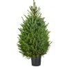 Central Park Kerstboom Omorika 80-100Cm