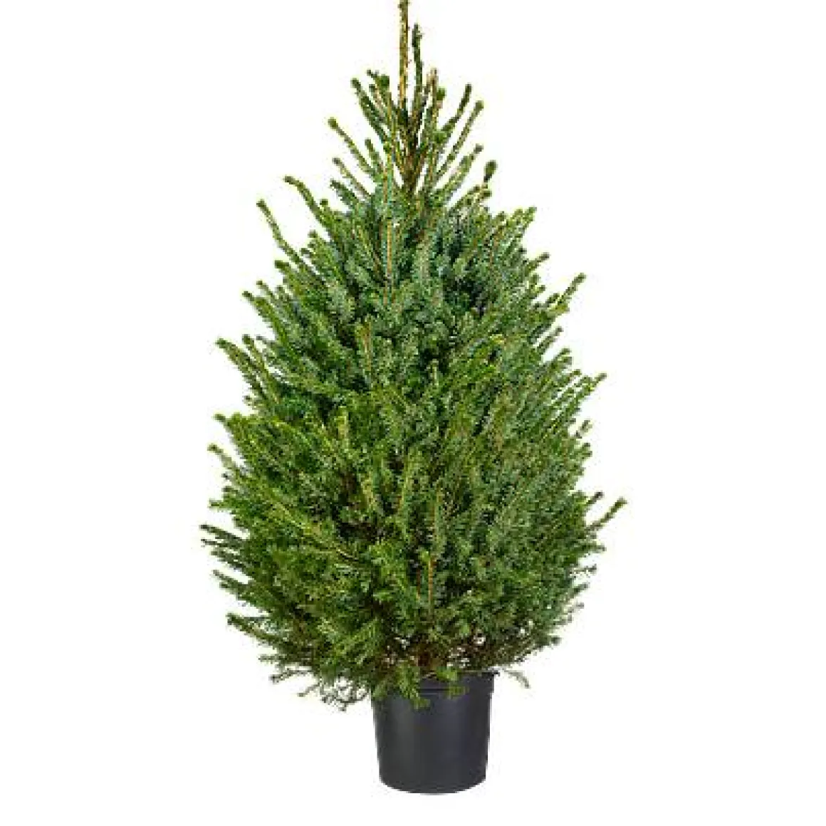 Central Park Kerstboom Omorika 150-175Cm