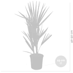 Chamaerops Humilis – Europese Dwergpalm – Palm – Winterhard - 15 Cm - ↕40-50 Cm