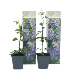 Clematis Taiga - Set Van 2 - Winterharde Klimplanten - Pot 9Cm - Hoogte 25-40Cm