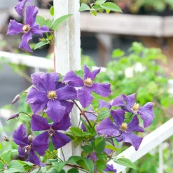 Clematis Taiga - Set Van 2 - Winterharde Klimplanten - Pot 9Cm - Hoogte 25-40Cm