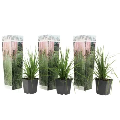 Cortaderia Selloana - Set Van 3 - Siergras - Roze - Pot 9Cm - Hoogte 25-40Cm
