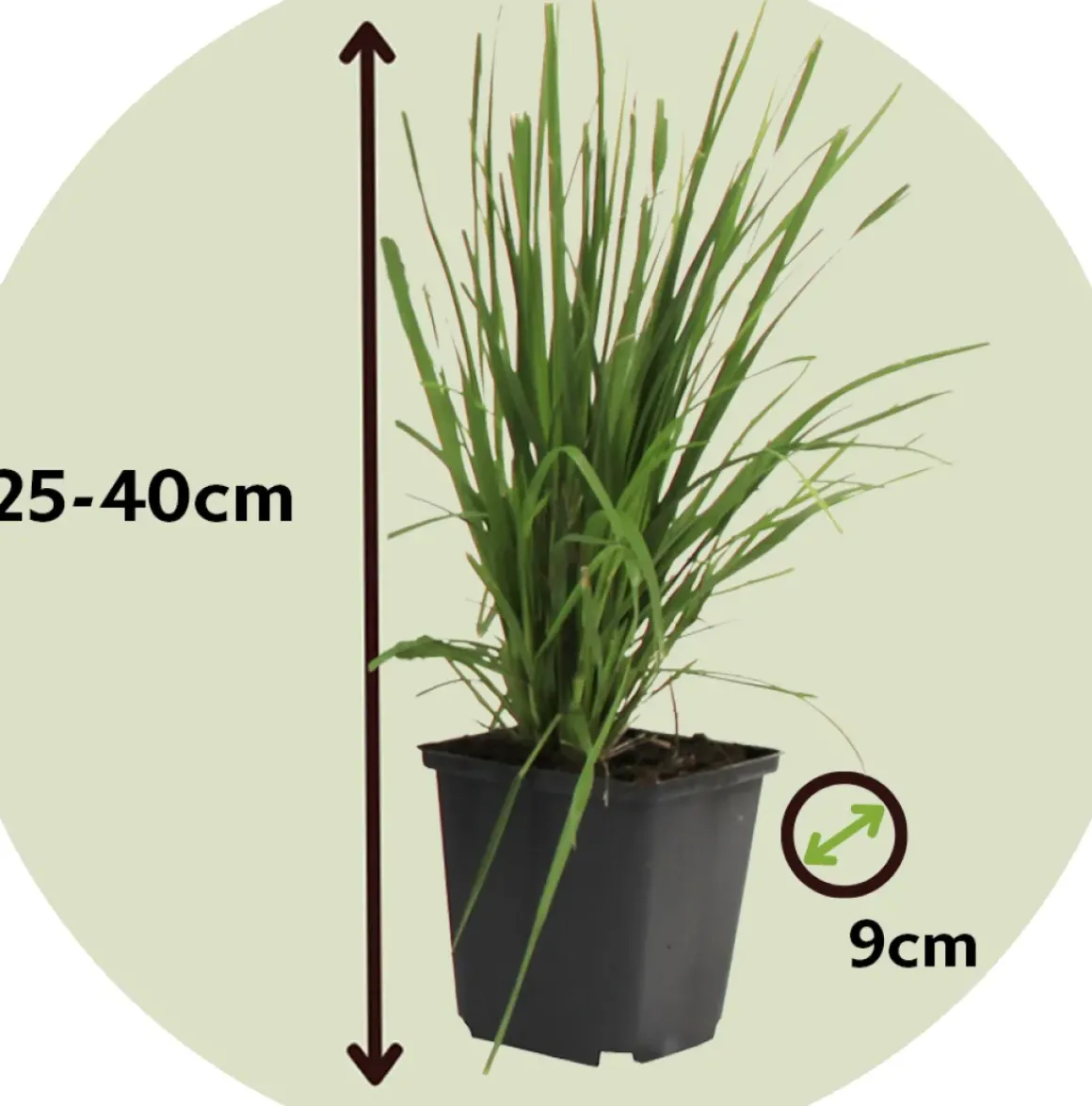 Cortaderia Selloana - Set Van 3 - Siergras - Roze - Pot 9Cm - Hoogte 25-40Cm