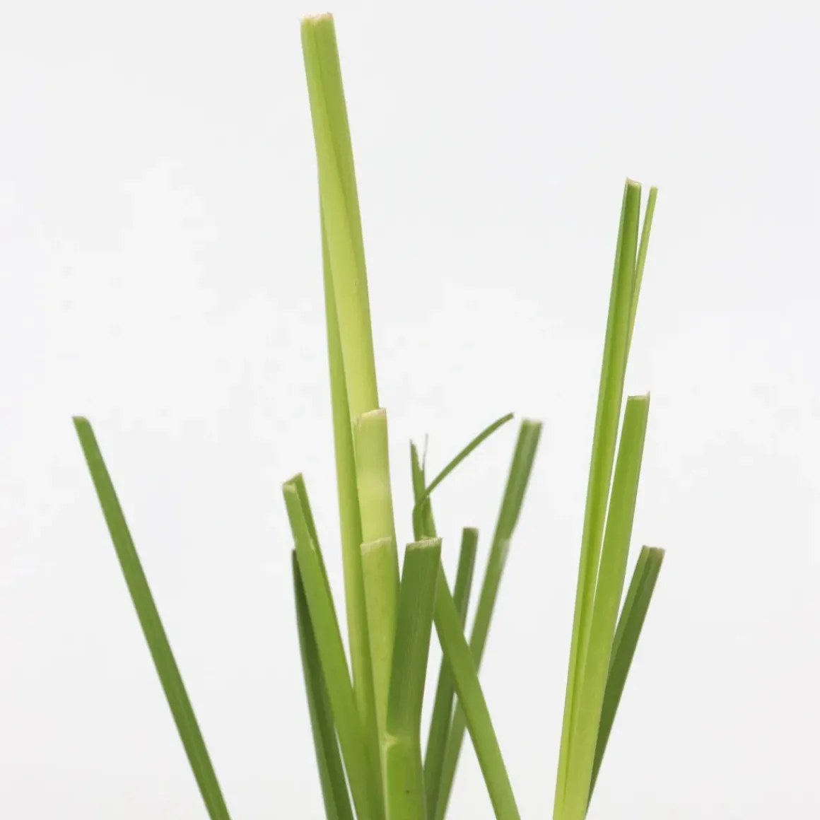 Cortaderia Selloana - Set Van 3 - Siergras - Roze - Pot 9Cm - Hoogte 25-40Cm