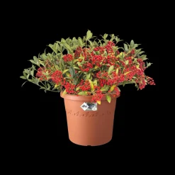 Elho Bloempot Algarve Cilindro Rond O21Cm Terra