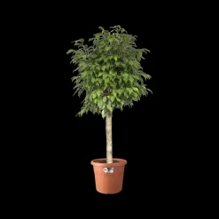 Elho Bloempot Algarve Cilindro Rond O21Cm Terra