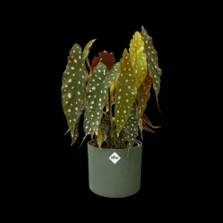 Elho Bloempot B. For Soft Rond O14Cm Groen