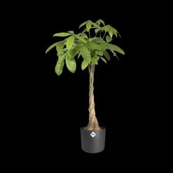 Elho Bloempot B. For Soft Rond O14Cm Antraciet