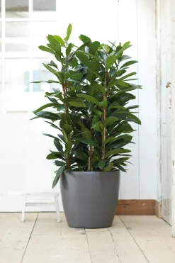 Elho Bloempot Brussels Rond Wielen O35Cm Antraciet