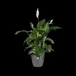 Elho Bloempot Brussels Rond O16Cm Antraciet