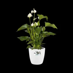 Elho Bloempot Brussels Rond O25Cm Wit