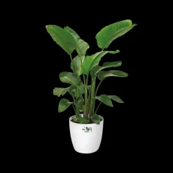 Elho Bloempot Brussels Rond Wielen O35Cm Wit