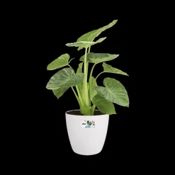 Elho Bloempot Brussels Rond Wielen O35Cm Wit
