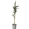 Eucalyptus Silver Dollar - Winterharde Eucalyptus - Pot 19Cm - Hoogte 100-110Cm