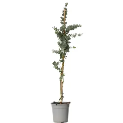Eucalyptus Silver Dollar - Winterharde Eucalyptus - Pot 19Cm - Hoogte 100-110Cm