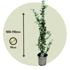 Eucalyptus Silver Dollar - Winterharde Eucalyptus - Pot 19Cm - Hoogte 100-110Cm