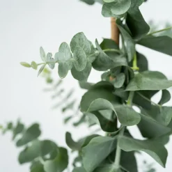 Eucalyptus Silver Dollar - Winterharde Eucalyptus - Pot 19Cm - Hoogte 100-110Cm