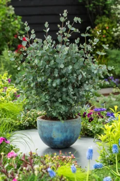 Eucalyptus Silver Dollar - Winterharde Eucalyptus - Pot 19Cm - Hoogte 100-110Cm