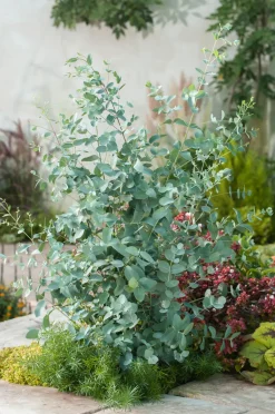 Eucalyptus Silver Dollar - Winterharde Eucalyptus - Pot 19Cm - Hoogte 100-110Cm