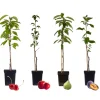 Fruitbomen - Mix Van 4 - Prunus - Pyrus - Malus - Pot 9Cm - Hoogte 60-70Cm