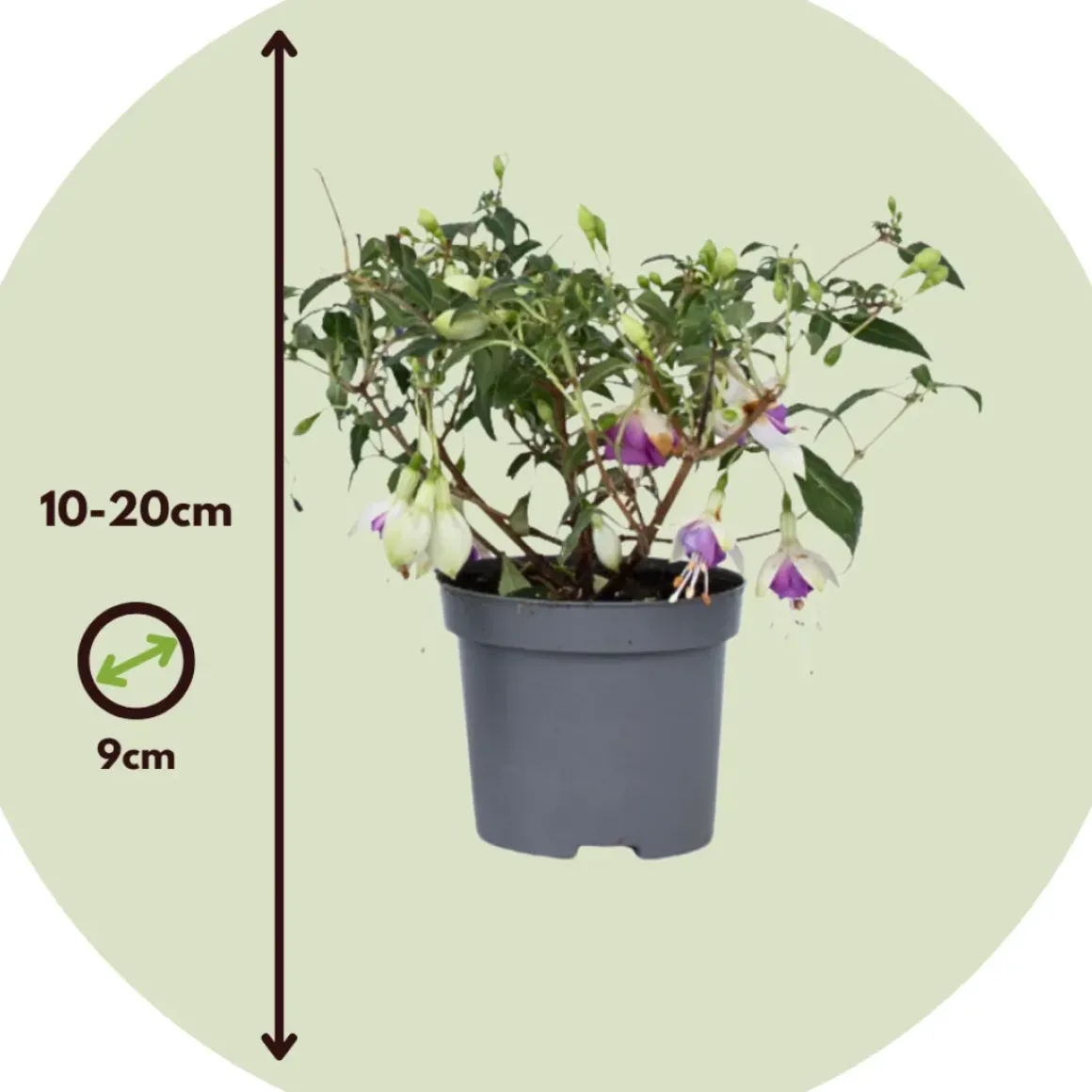 Fuchsia - Mix Van 6 - Sarah, Lady Thumb, Ricartonnii - Pot 9Cm - Hoogte 10-20Cm